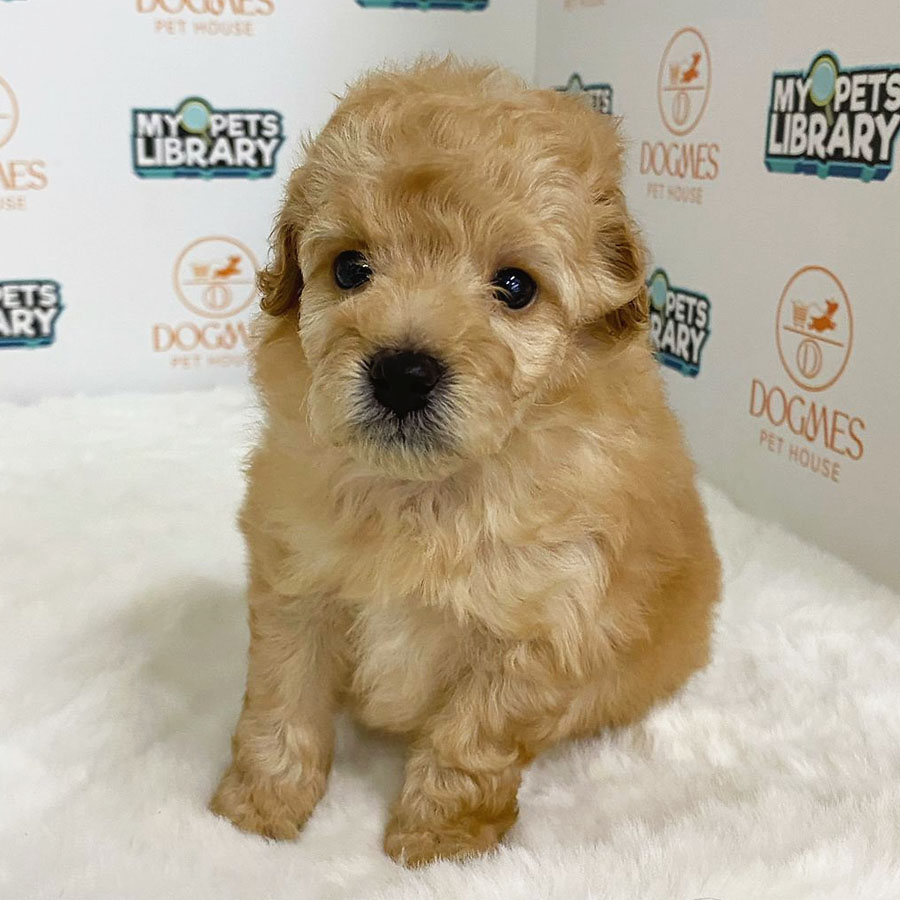 Toy Poodle Puppy (Female) For Sale