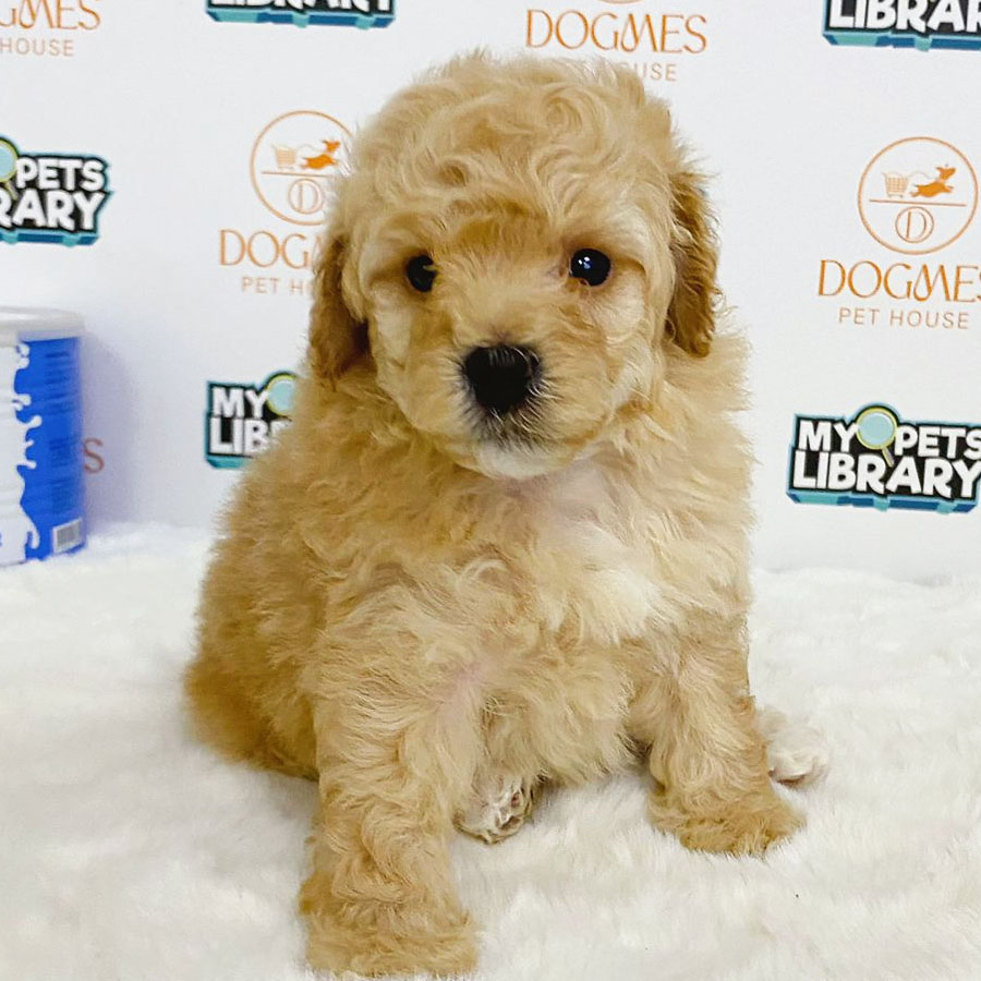 Toy Poodle Puppy (Male) For Sale