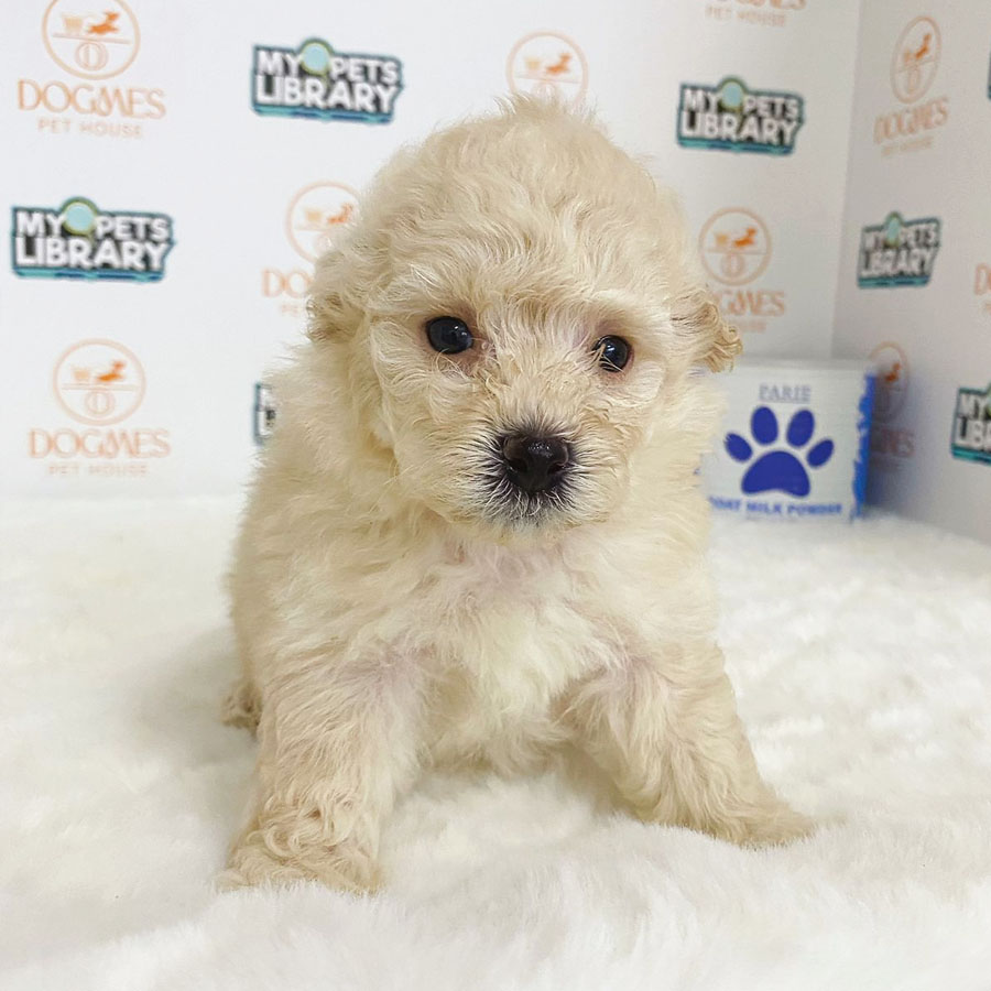 Toy Poodle Puppy (Male) For Sale