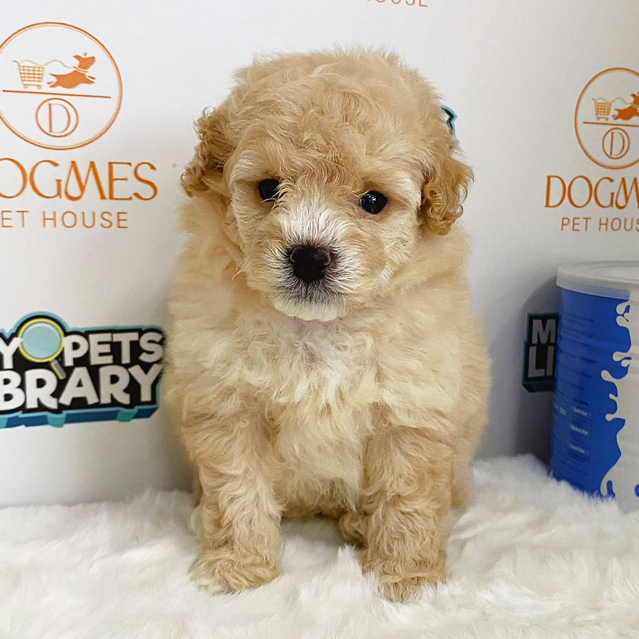 Toy Poodle Puppy (Male) For Sale