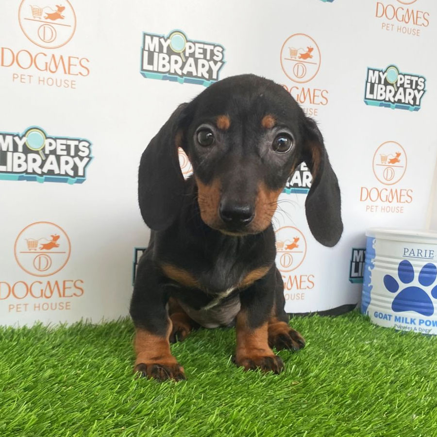 Miniature Dachshund Puppy (Female) For Sale