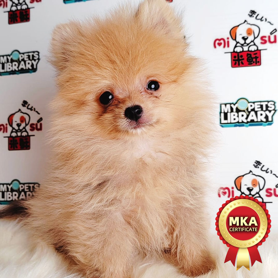 MKA Pomeranian Puppy (Male) For Sale