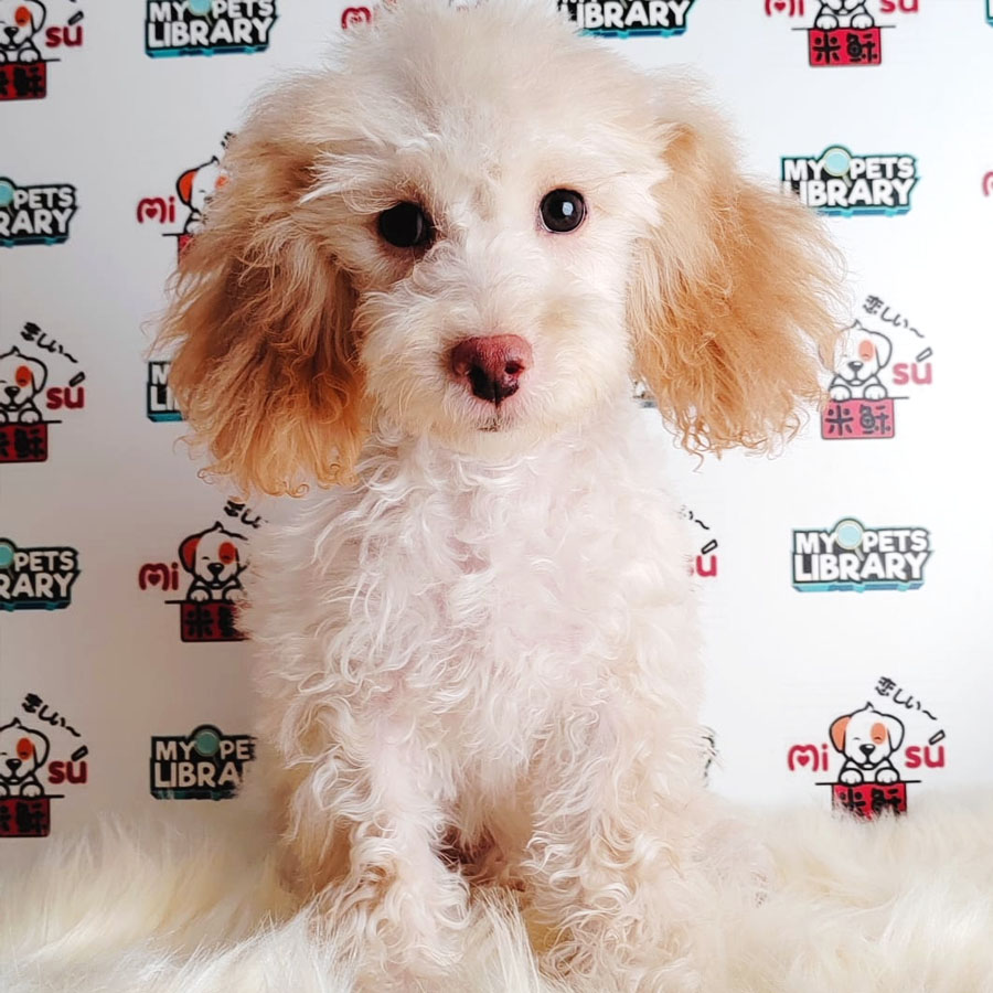 Tiny Poodle Puppy (Female) For Sale