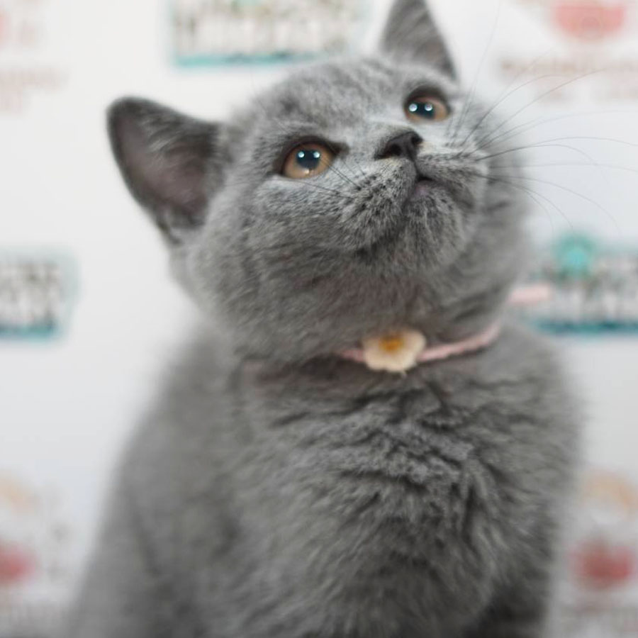 British Shorthair Kitten (Female) For Sale