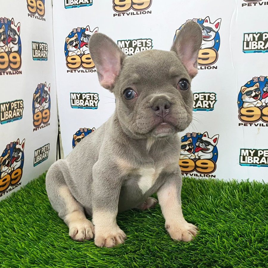 French Bulldog Puppy (Female) For Sale