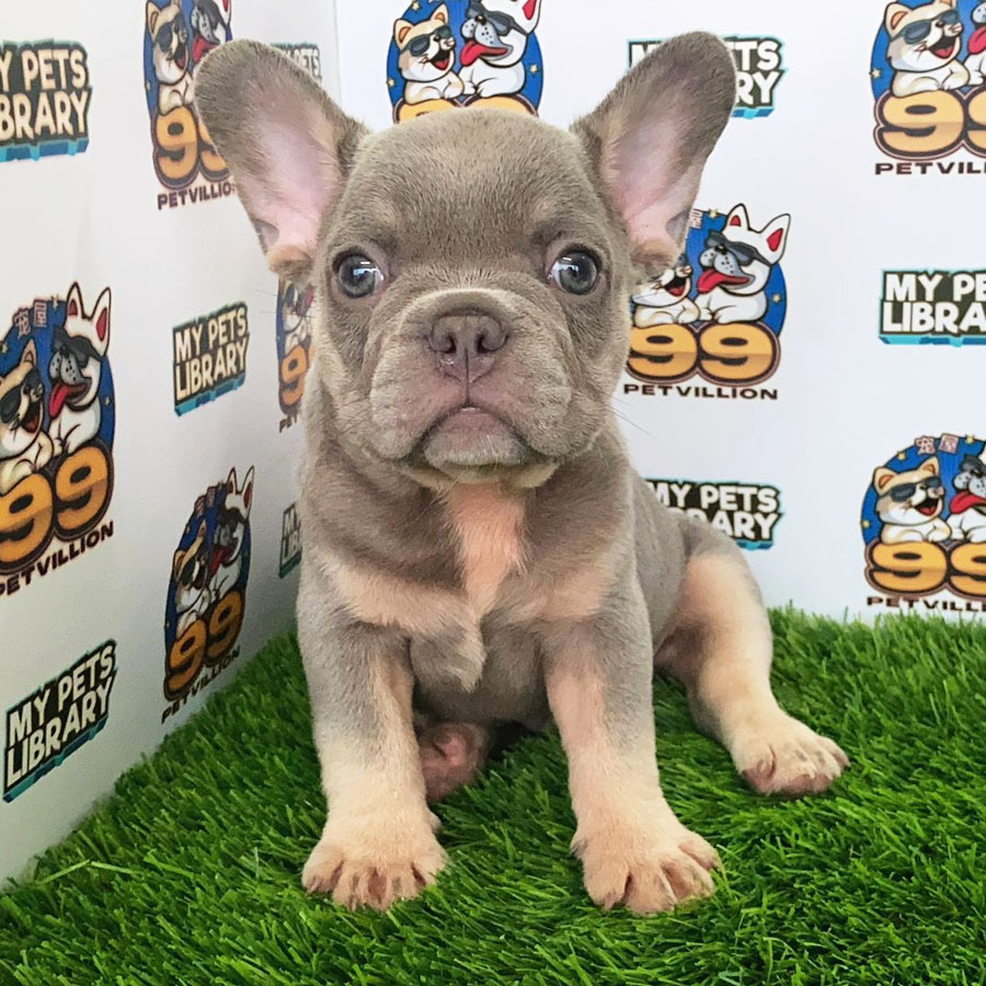 French Bulldog Puppy (Male) For Sale