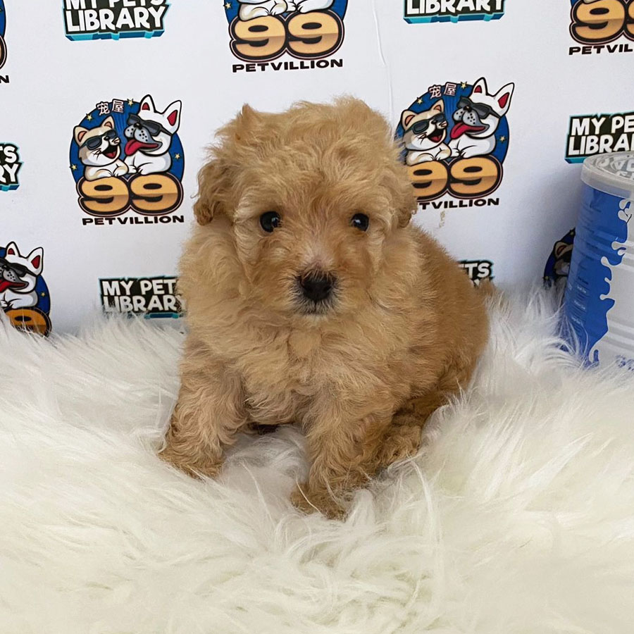 Toy Poodle Puppy (Female) For Sale