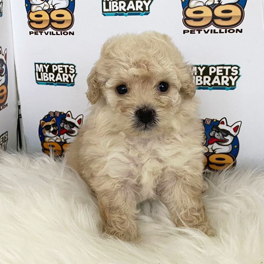 Toy Poodle Puppy (Female) For Sale