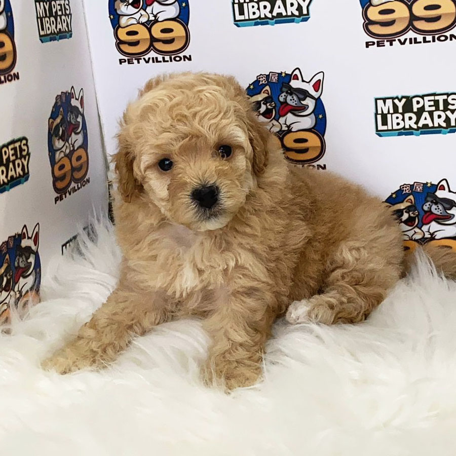 Toy Poodle Puppy (Female) For Sale