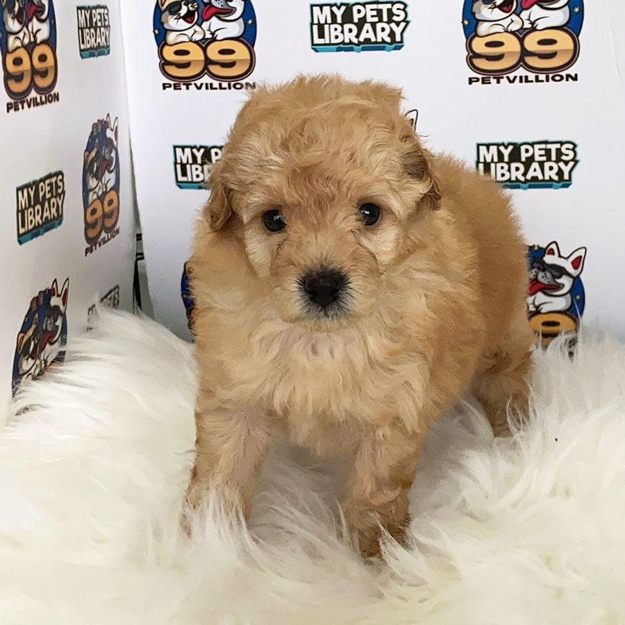 Toy Poodle Puppy (Male) For Sale
