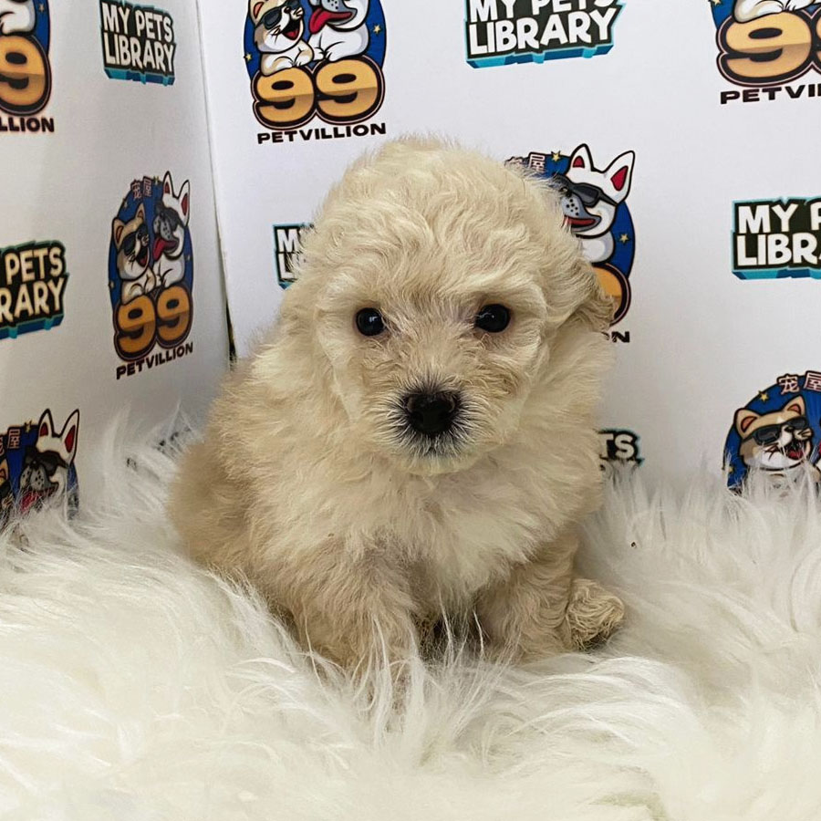 Toy Poodle Puppy (Male) For Sale
