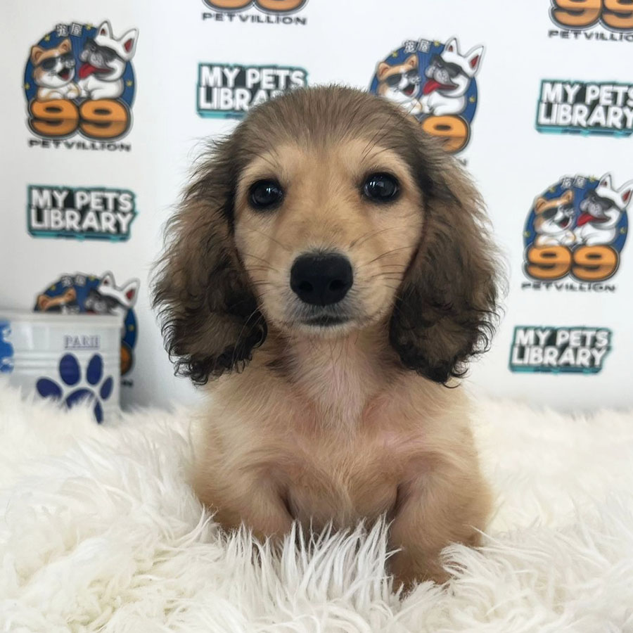 Longcoat Miniature Dachshund Puppy (Male) For Sale