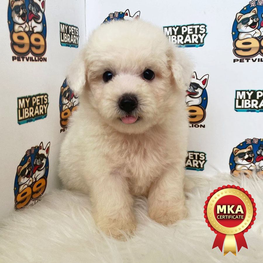 MKA Toy Poodle Puppy (Male) For Sale