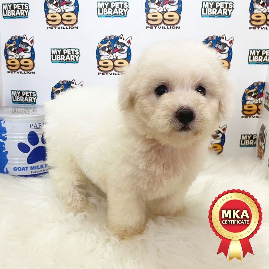 MKA Toy Poodle Puppy (Female) For Sale