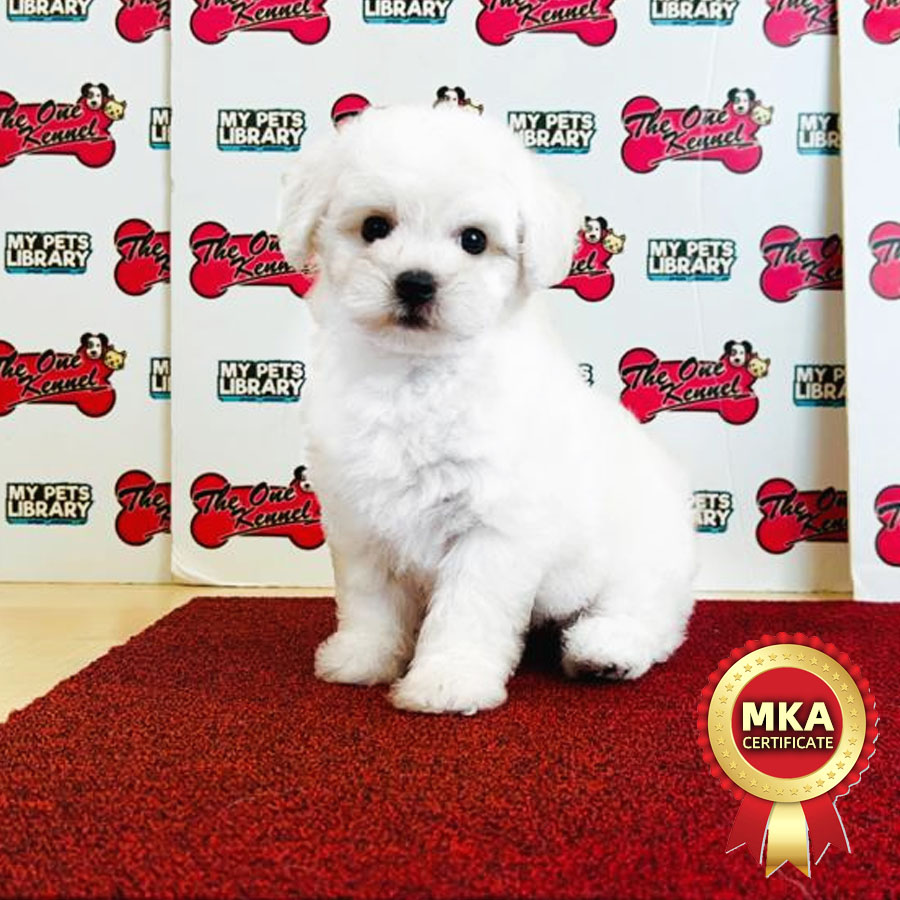 MKA Bichon Frise Puppy (Female) For Sale
