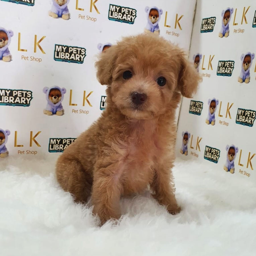 Maltipoo Puppy (Female) For Sale