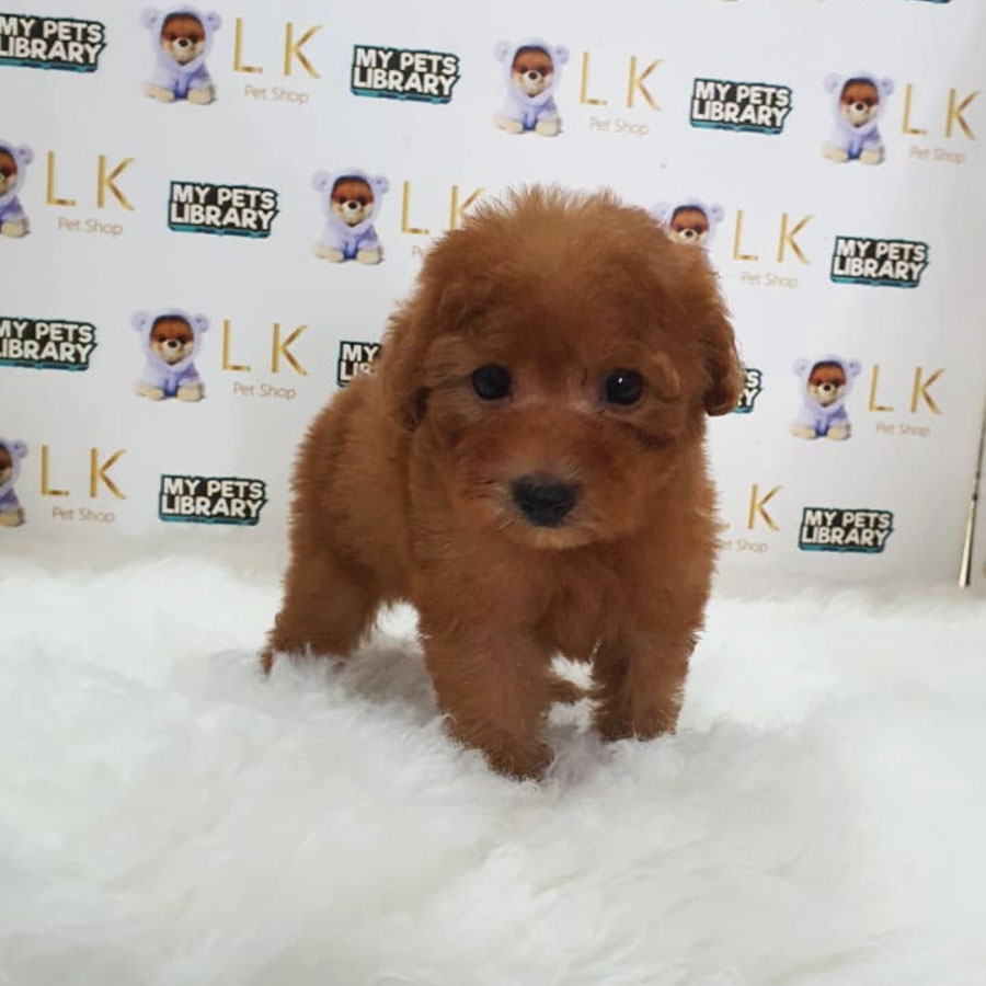 Toy Poodle Puppy (Male) For Sale