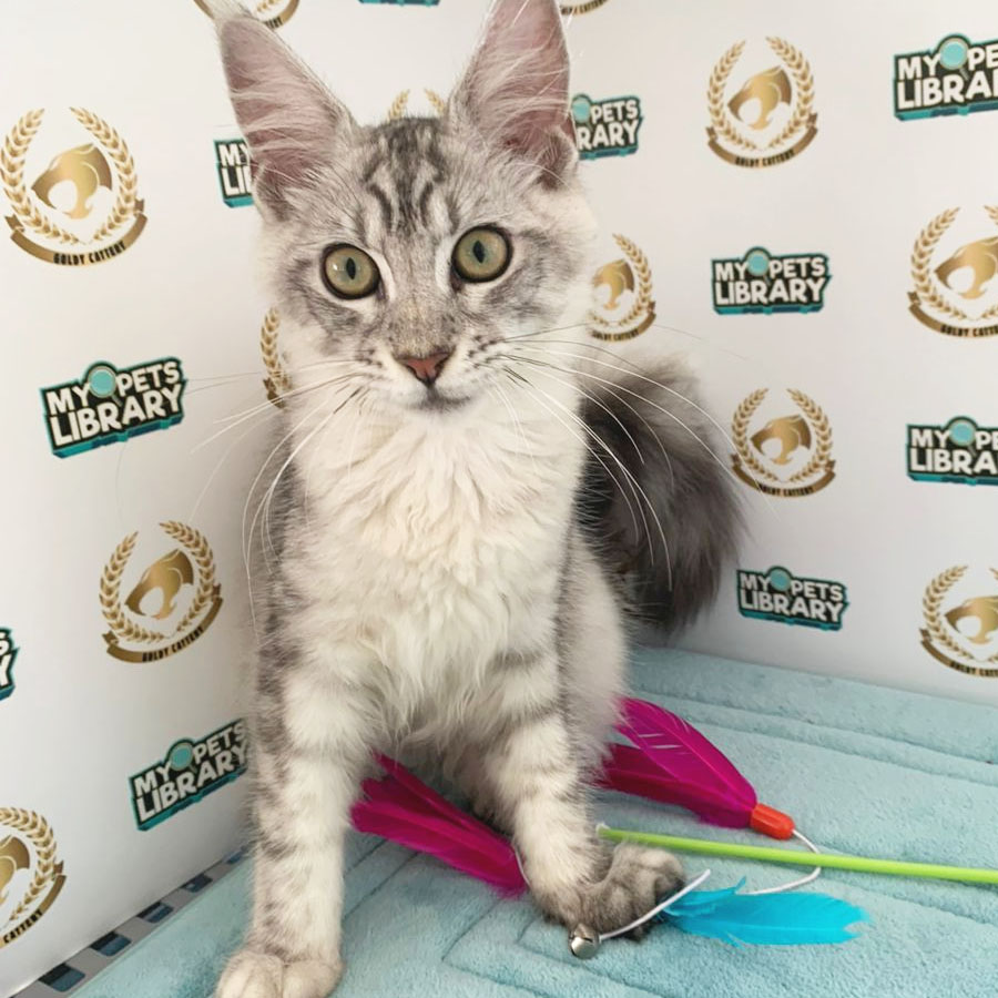 Maine Coon Kitten (Male) For Sale