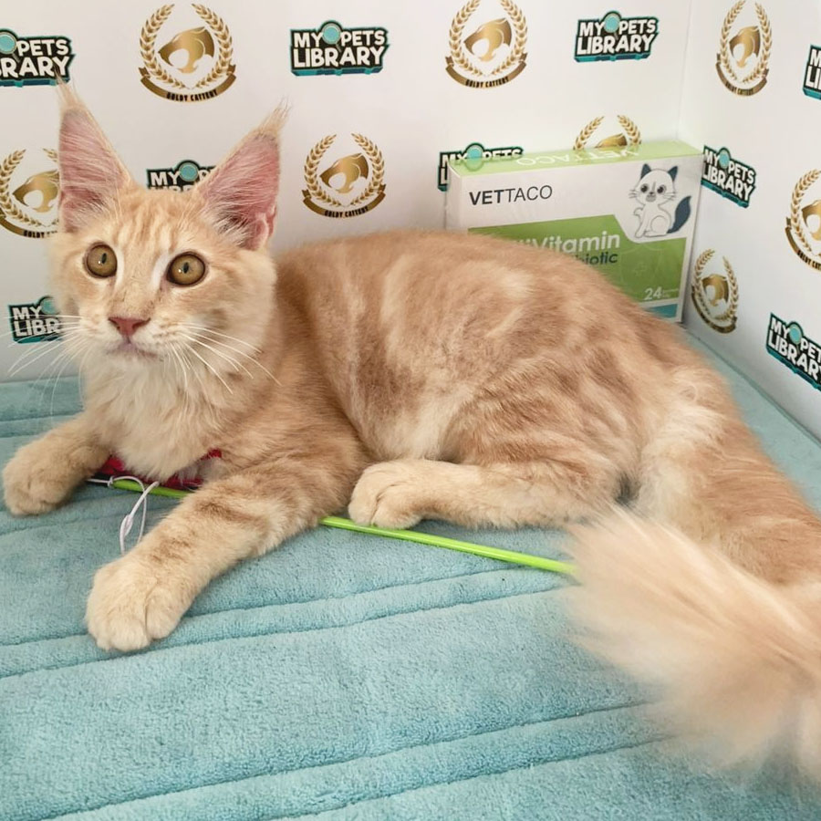 Maine Coon Kitten (Male) For Sale