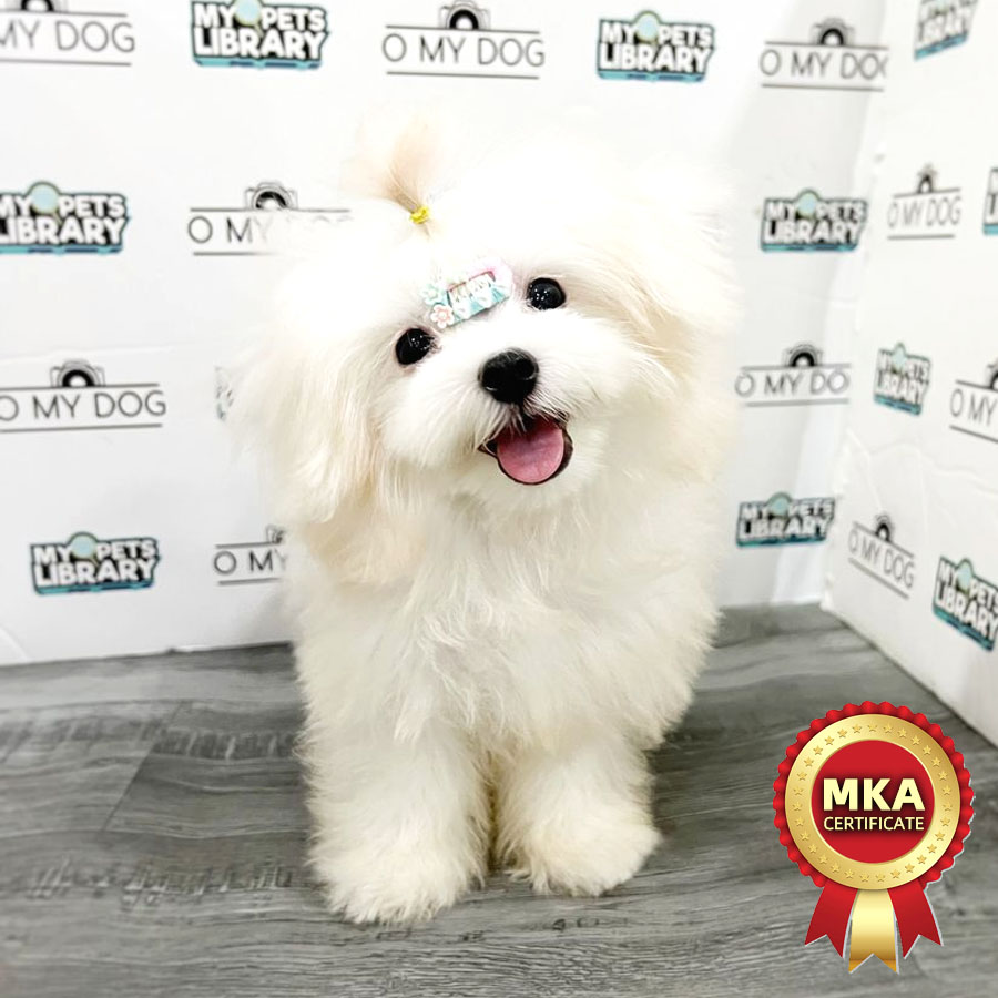 MKA Teacup Maltese Puppy (Male) For Sale
