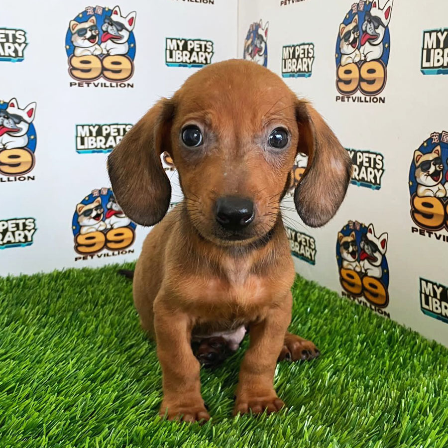 Shortcoat Miniature Dachshund Puppy (Male) For Sale
