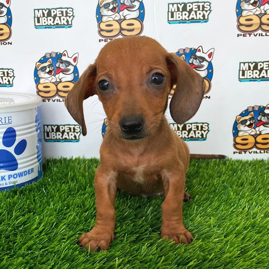 Shortcoat Miniature Dachshund Puppy (Male) For Sale