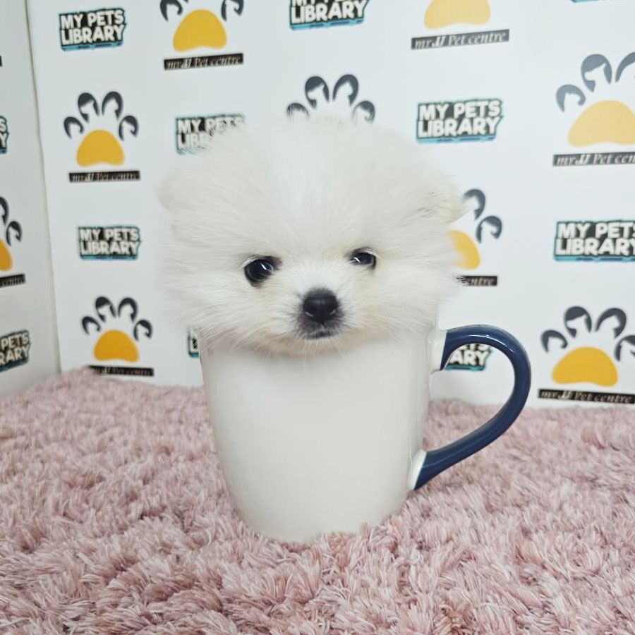 Teacup Pomeranian Puppy (Female) For Sale
