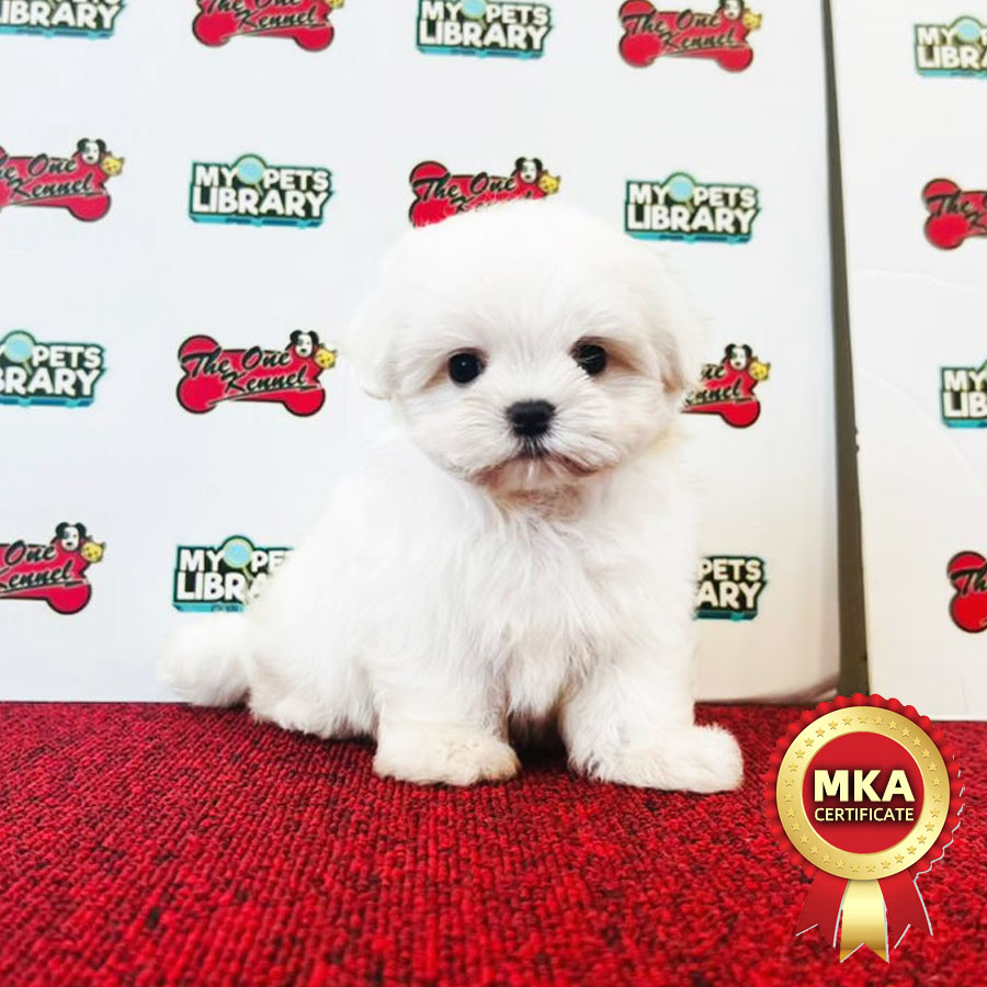 MKA Maltese Puppy (Male) For Sale