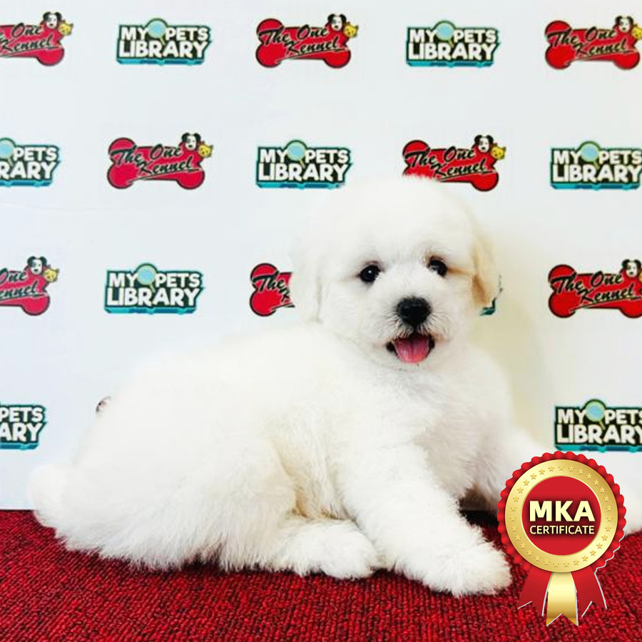MKA Bichon Frise Puppy (Male) For Sale