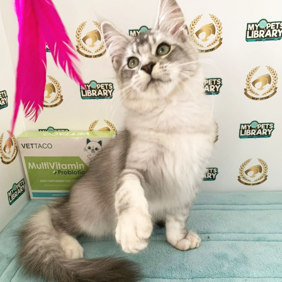 Maine Coon Kitten (Male) For Sale