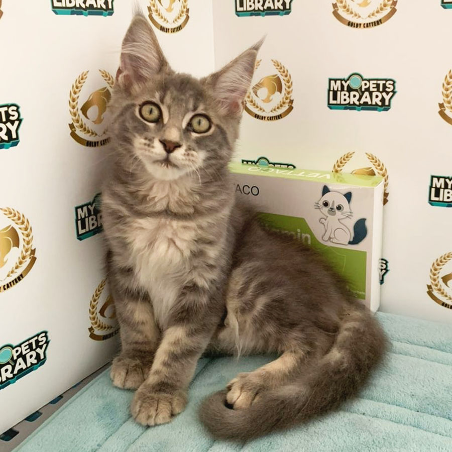 Maine Coon Kitten (Female) For Sale