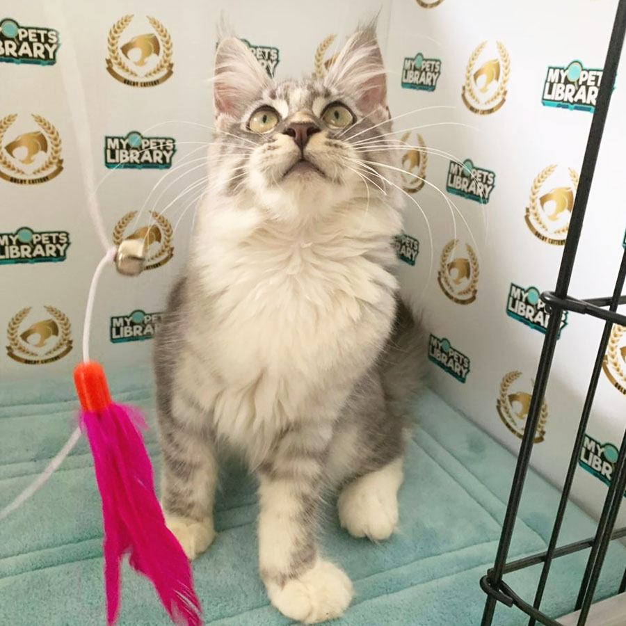 Maine Coon Kitten (Male) For Sale