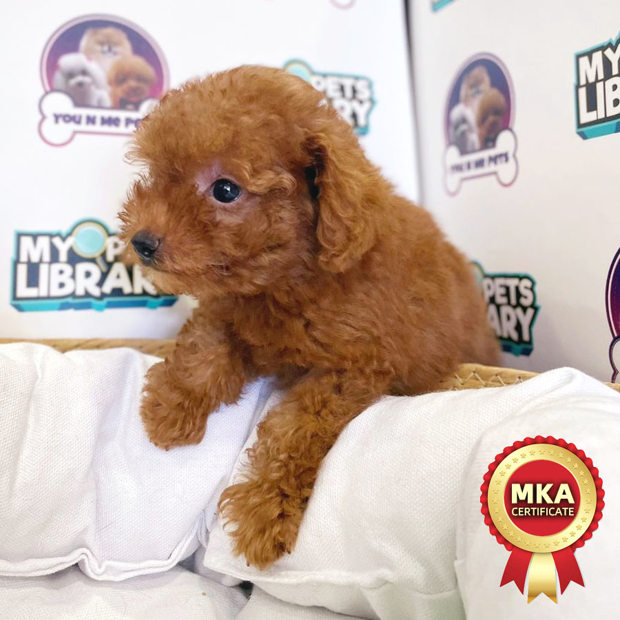 MKA Tiny Poodle Puppy (Female) For Sale