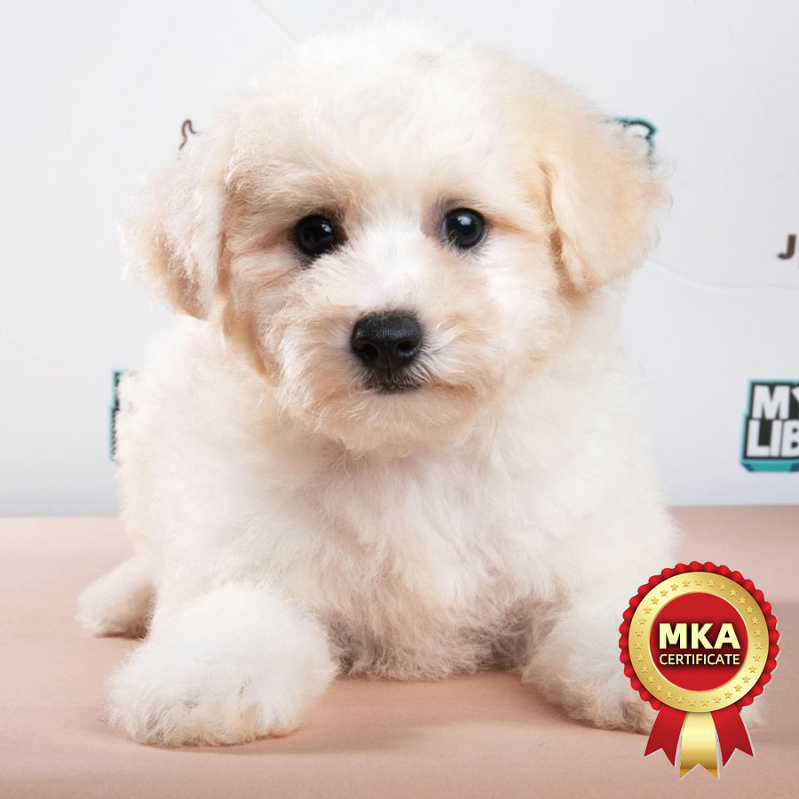 MKA Bichon Frise Puppy (Female) For Sale