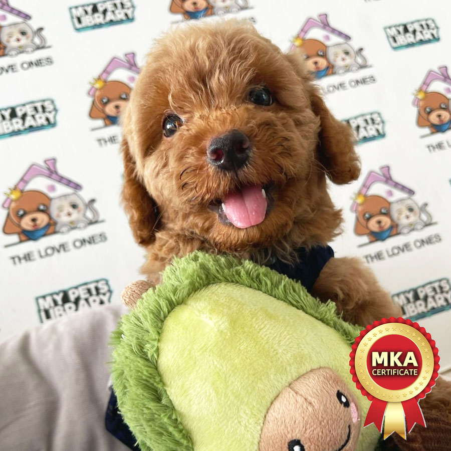 MKA Toy Poodle Puppy (Female) For Sale