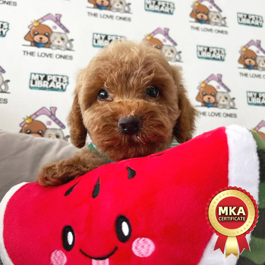 MKA Toy Poodle Puppy (Female) For Sale