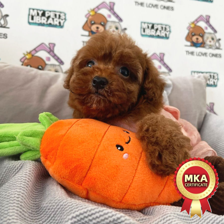MKA Tiny Poodle Puppy (Female) For Sale