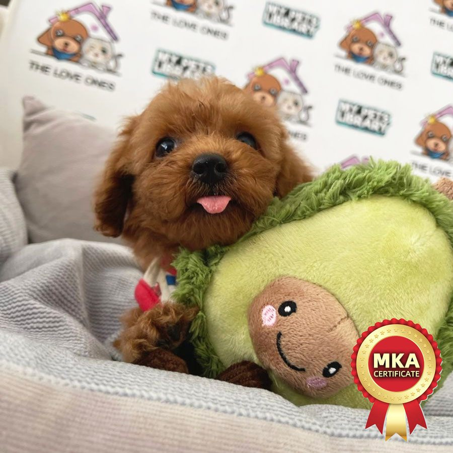 MKA Toy Poodle Puppy (Male) For Sale