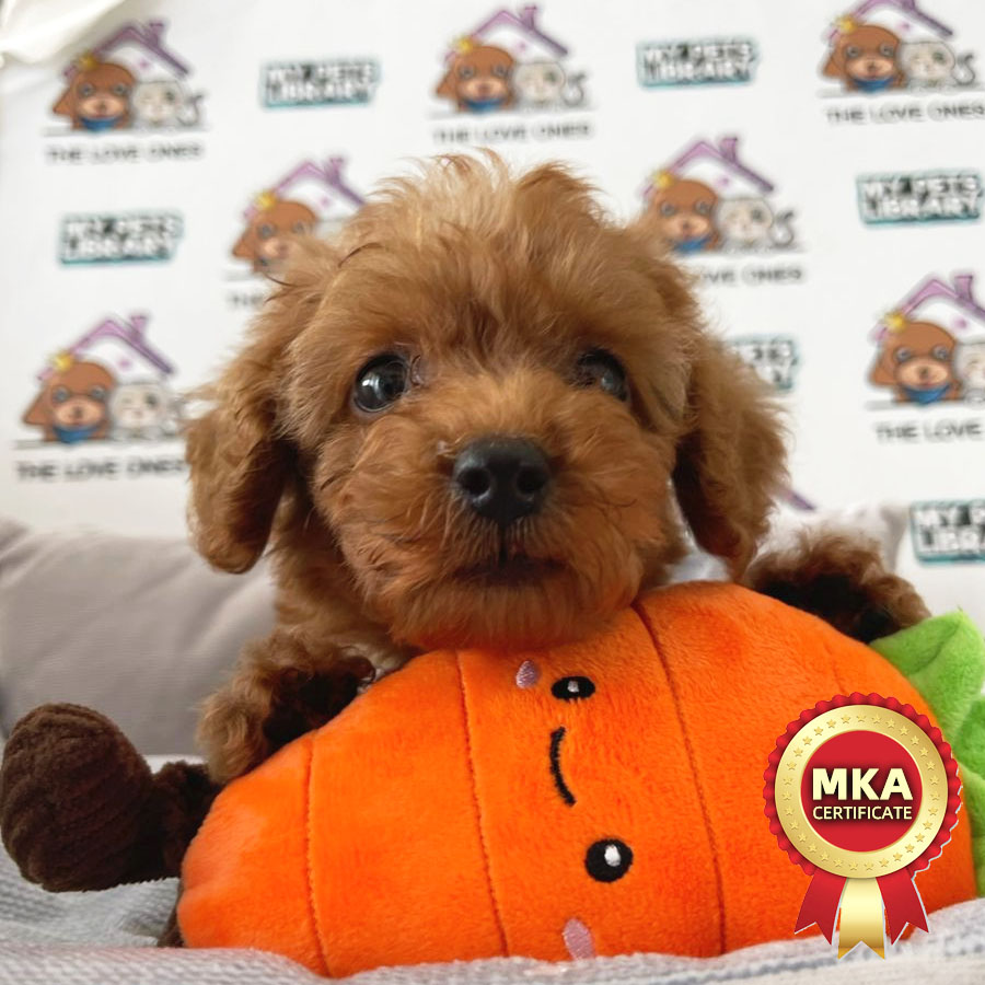 MKA Toy Poodle Puppy (Female) For Sale