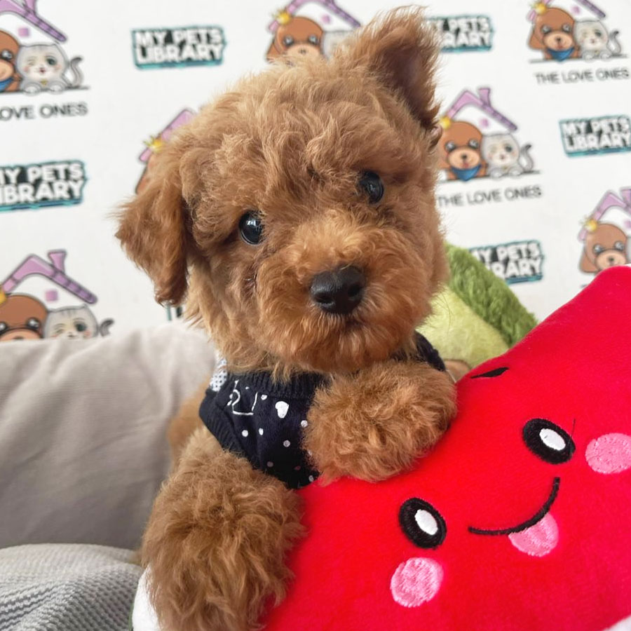 Toy Poodle Puppy (Male) For Sale