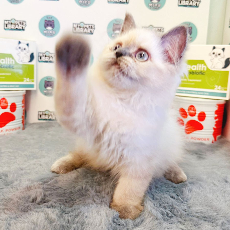 Himalayan Persian Kitten (Female) For Sale