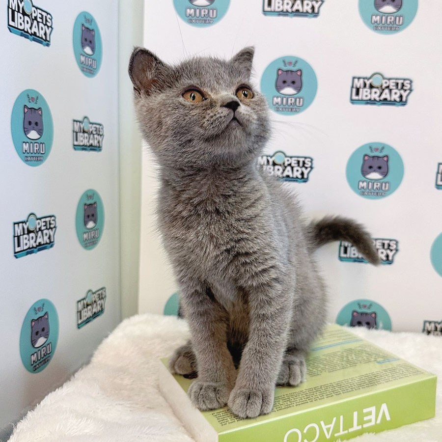 British Shorthair Kitten (Female) For Sale