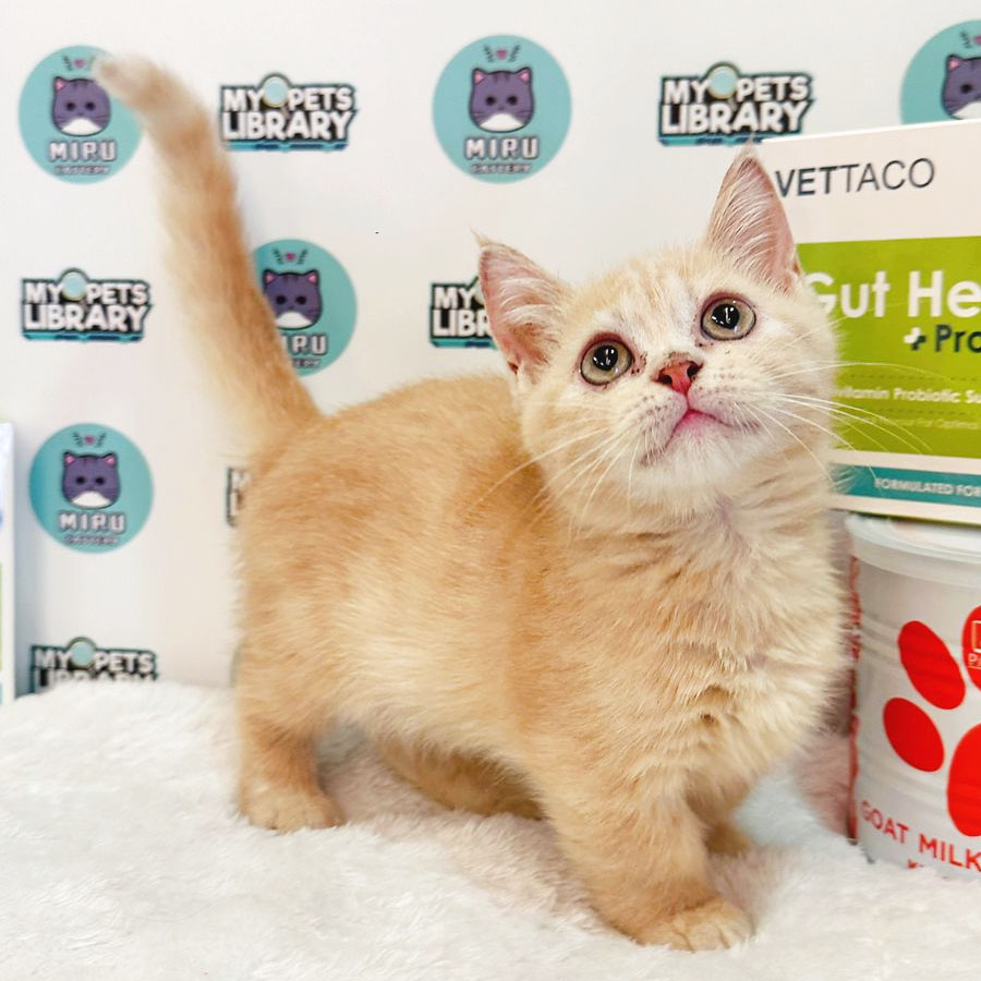 Munchkin British Shorthair Kitten (Male) For Sale