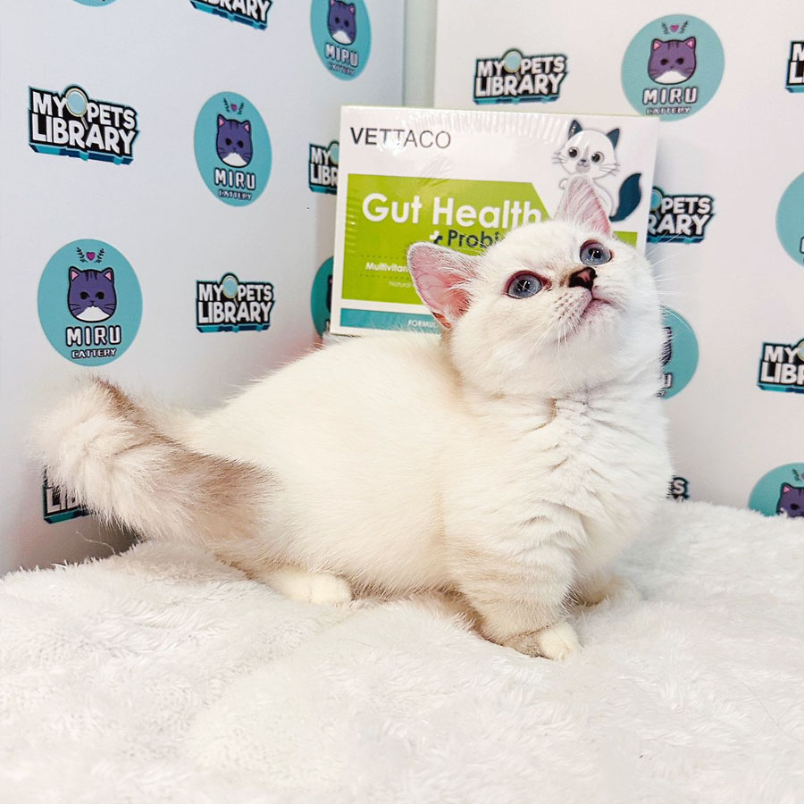 Munchkin British Shorthair Kitten (Female) For Sale