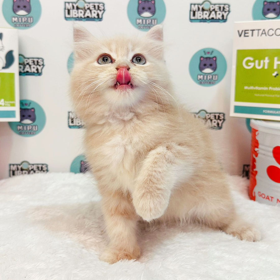Persian Maine Coon Kitten (Male) For Sale