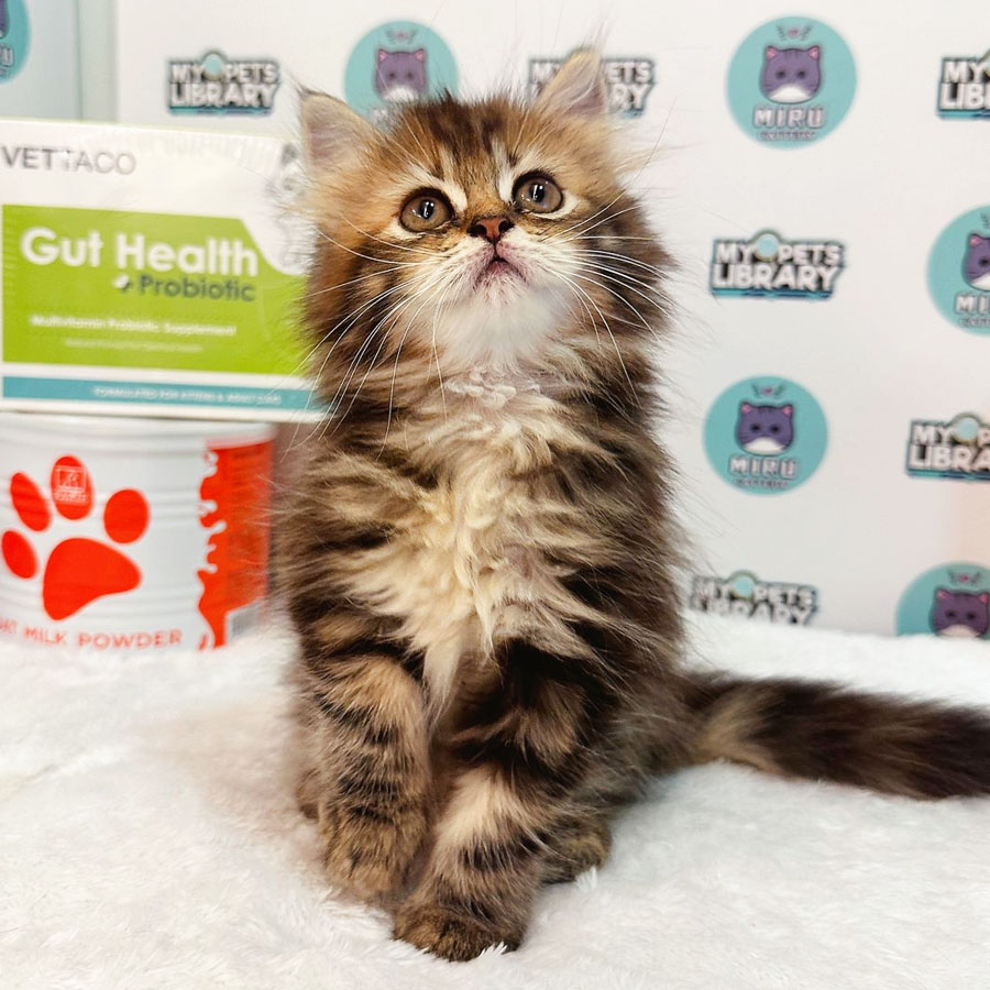 Persian Maine Coon Kitten (Female) For Sale