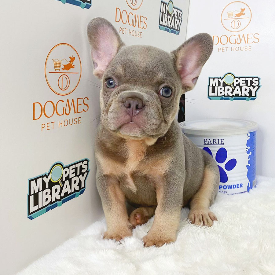 French Bulldog Puppy (Male) For Sale