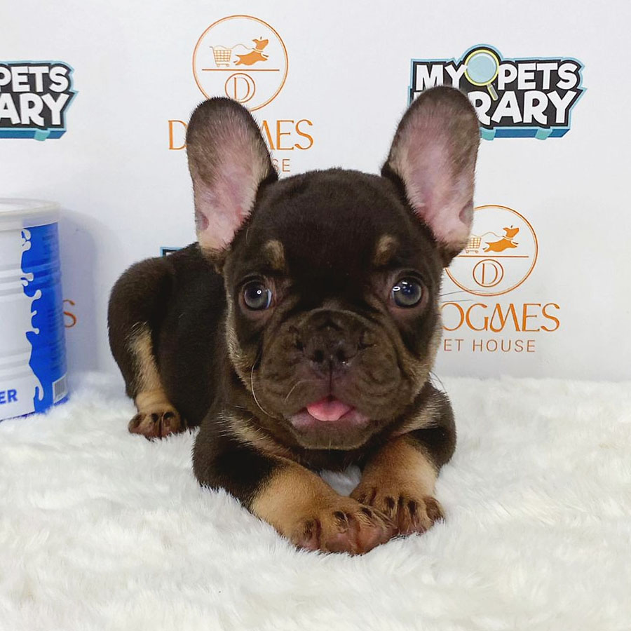 French Bulldog Puppy (Female) For Sale