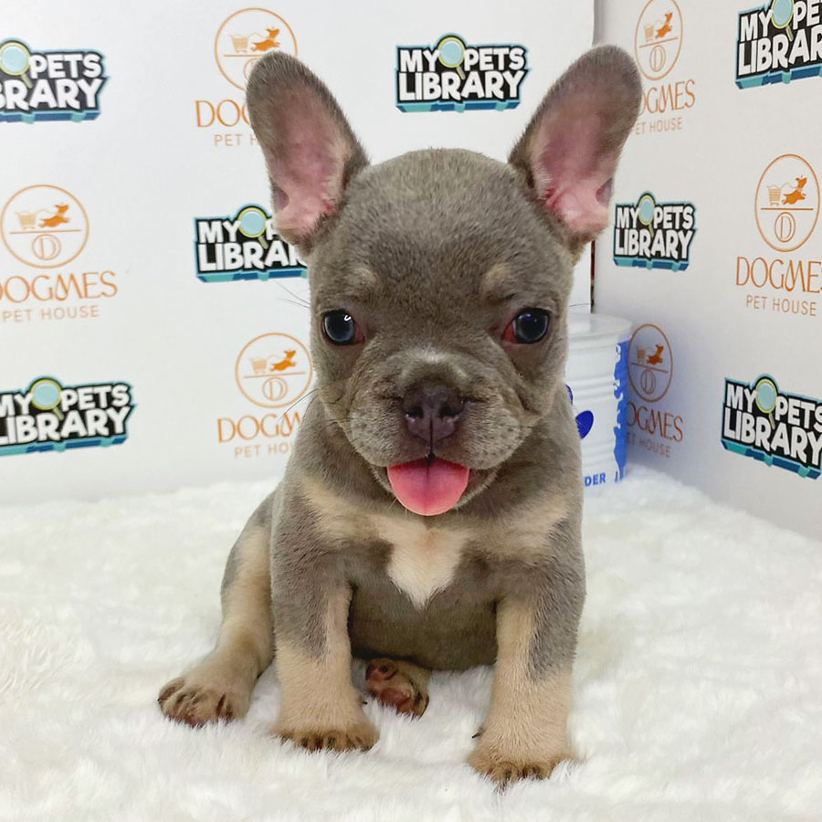 French Bulldog Puppy (Female) For Sale