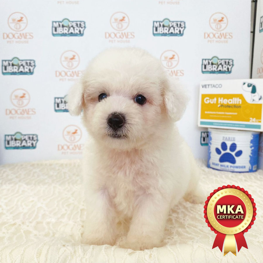 MKA Toy Poodle Puppy (Male) For Sale